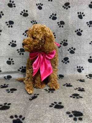 Red miniature poodles - Vienna Dogs, Puppies