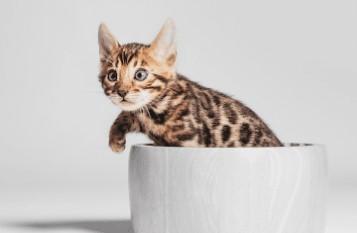 Miniature Bengal Cat - Other Other