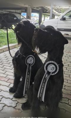 Giant Schnauzer - Vienna Dogs, Puppies