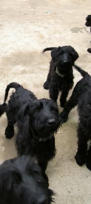 Giant Schnauzer - Vienna Dogs, Puppies