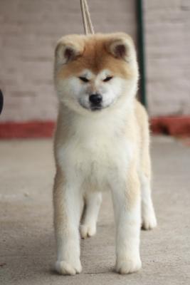 Japanese Akita puppies - Vienna Dogs, Puppies