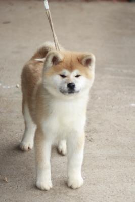 Japanese Akita puppies - Vienna Dogs, Puppies