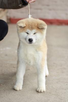 Japanese Akita puppies - Vienna Dogs, Puppies