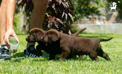 Labrador retriever puppies - Vienna Dogs, Puppies