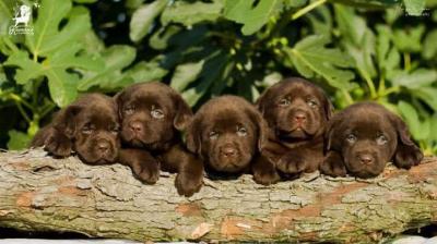 Labrador retriever puppies - Vienna Dogs, Puppies