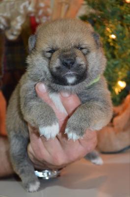 Shiba inu puppies - Vienna Dogs, Puppies