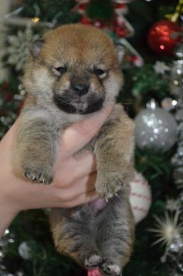 Shiba inu puppies - Vienna Dogs, Puppies