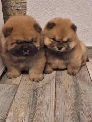 chow chow - Vienna Dogs, Puppies