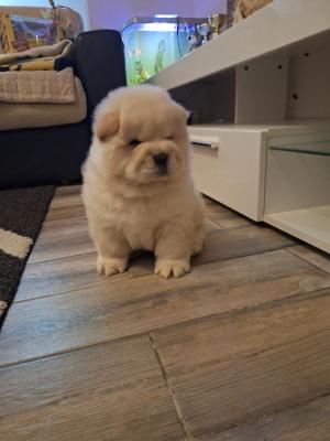 chow chow - Vienna Dogs, Puppies