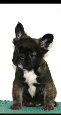 French bulldog fluffy - Vienna Dogs, Puppies