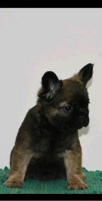 French bulldog fluffy - Vienna Dogs, Puppies