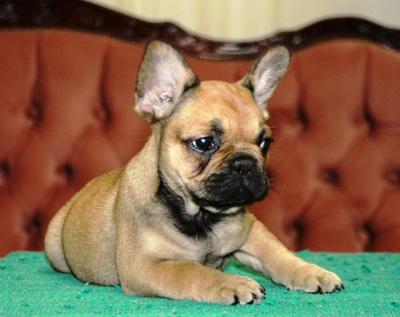 French bulldog fluffy - Vienna Dogs, Puppies