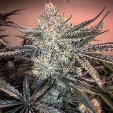 Best runtz strain - Other Professional Services