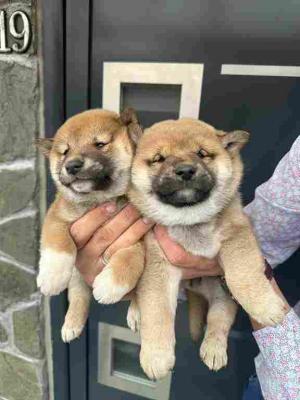 Shiba inu Puppies cheap - Vienna Dogs, Puppies