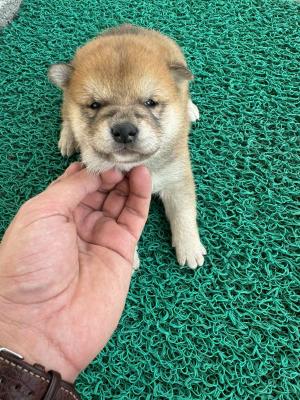 Shiba inu Puppies cheap - Vienna Dogs, Puppies