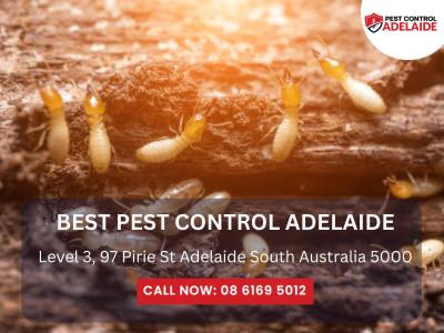 Effective White Ant Treatment for Adelaide Homes