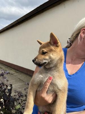 Shiba inu puppies