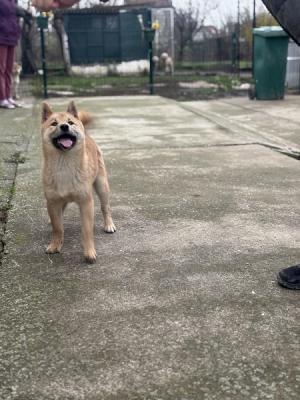 Shiba inu puppies - Vienna Dogs, Puppies