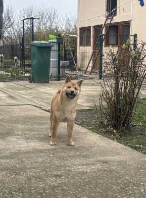 Shiba inu puppies - Vienna Dogs, Puppies