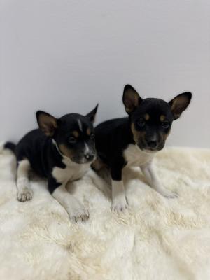 Basenji puppies cheap - Vienna Dogs, Puppies