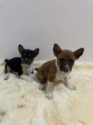 Basenji puppies cheap - Vienna Dogs, Puppies