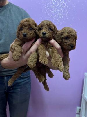 Rote Zwergpudelwelpen - Vienna Dogs, Puppies