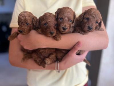 Chiots caniches miniatures rouges - Paris Dogs, Puppies