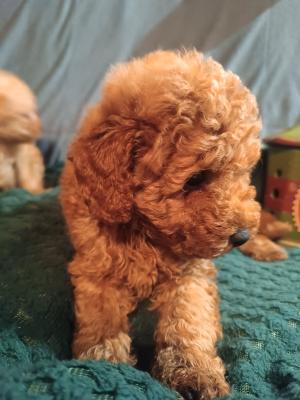 Miniature poodles - Vienna Dogs, Puppies