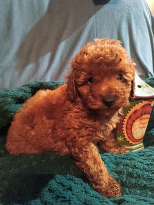 Miniature poodles - Vienna Dogs, Puppies