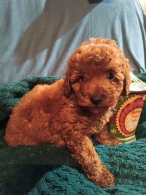 Miniature poodles - Vienna Dogs, Puppies