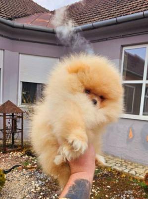 Top-Pomeranian-Welpen - Vienna Dogs, Puppies