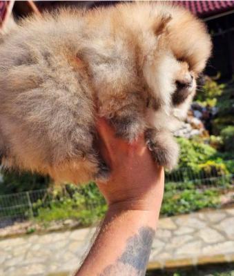 Top-Pomeranian-Welpen - Vienna Dogs, Puppies