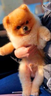 Top-Pomeranian-Welpen - Vienna Dogs, Puppies