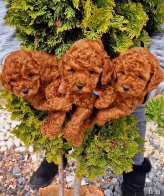 Chiots caniches toy - Paris Dogs, Puppies