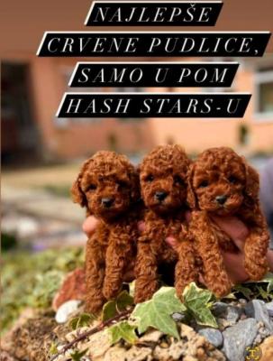 Chiots caniches toy - Paris Dogs, Puppies