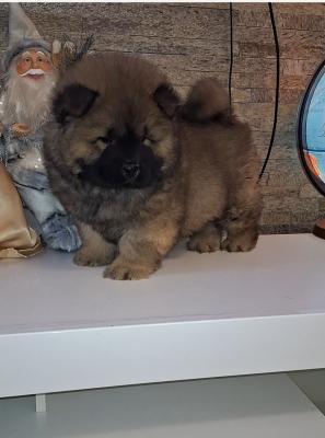 Chow chow - Vienna Dogs, Puppies