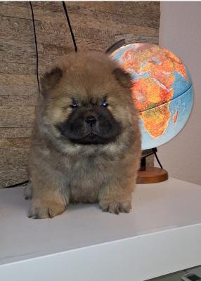 Chow chow - Vienna Dogs, Puppies