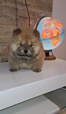 Chow chow - Vienna Dogs, Puppies