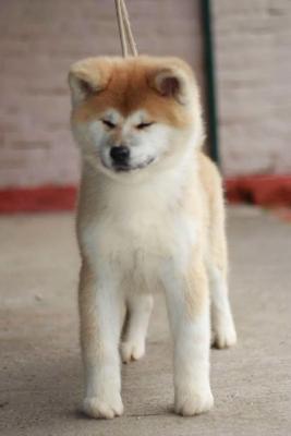 Akita Inu - Vienna Dogs, Puppies