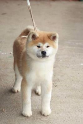 Akita Inu - Vienna Dogs, Puppies