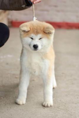 Akita Inu - Vienna Dogs, Puppies