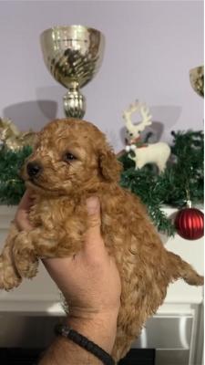 Toy poodle puppies - Vienna Dogs, Puppies