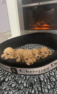 Toy poodle puppies - Vienna Dogs, Puppies