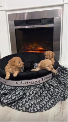 Toy poodle puppies - Vienna Dogs, Puppies