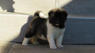 American Akita puppies - Vienna Dogs, Puppies