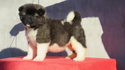 American Akita puppies - Vienna Dogs, Puppies