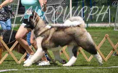 American Akita puppies - Vienna Dogs, Puppies