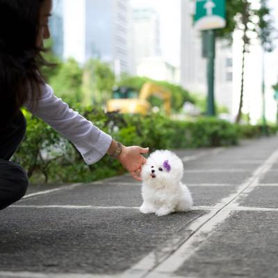  Toy Bichon Frise Puppies for sale 