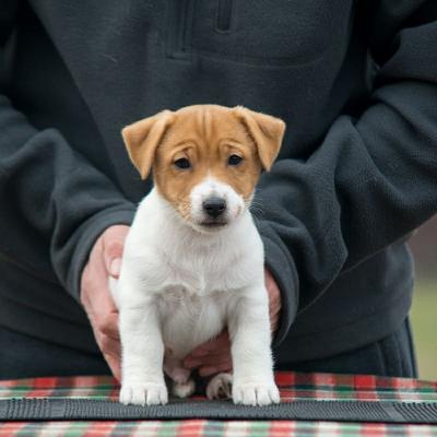  Male and Female Jack Russell Terrier Puppies  