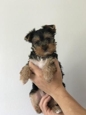   Yorkie Puppies for Sale 